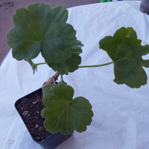 Pink Geranium plant image 5