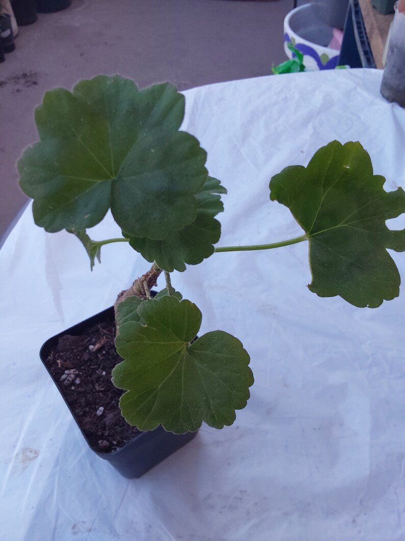 Pink Geranium plant image 5