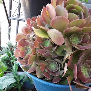 SUCULENT AEONIUM