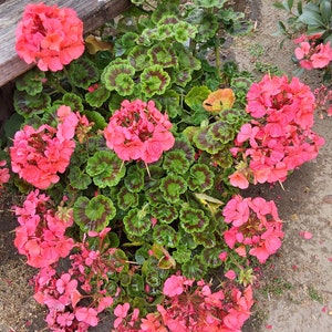 Pink Geranium plant image 7