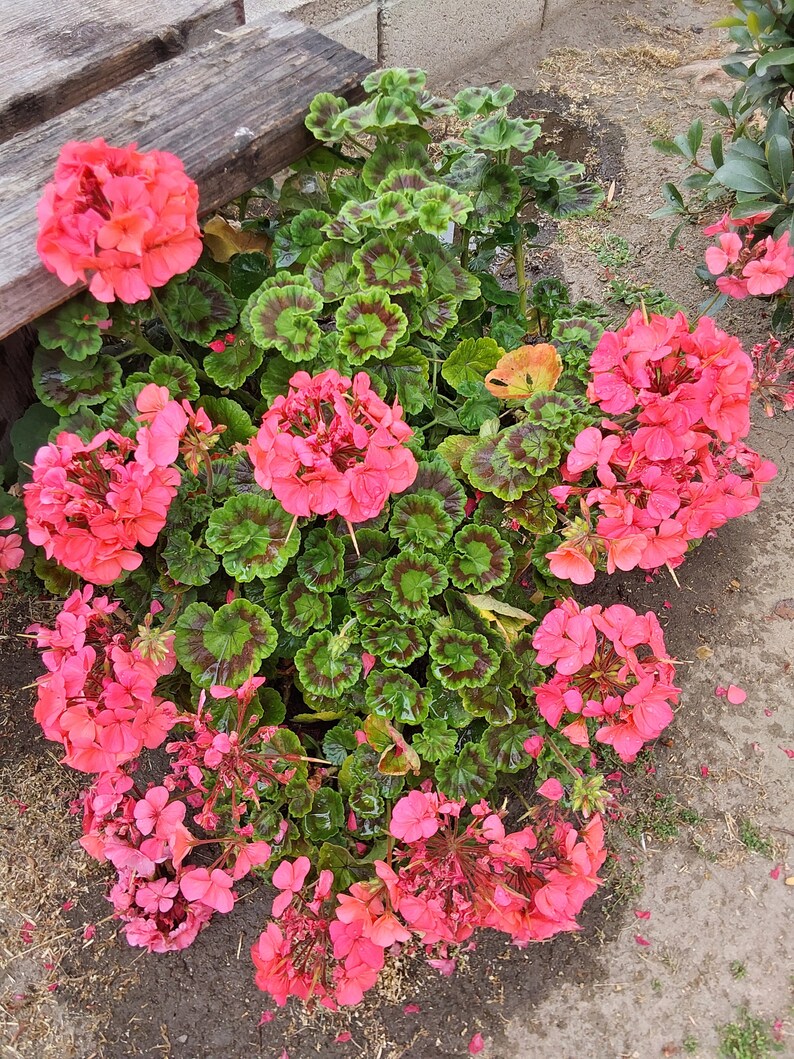 Pink Geranium plant image 7