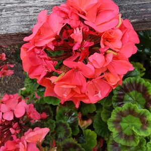 Pink Geranium plant image 6