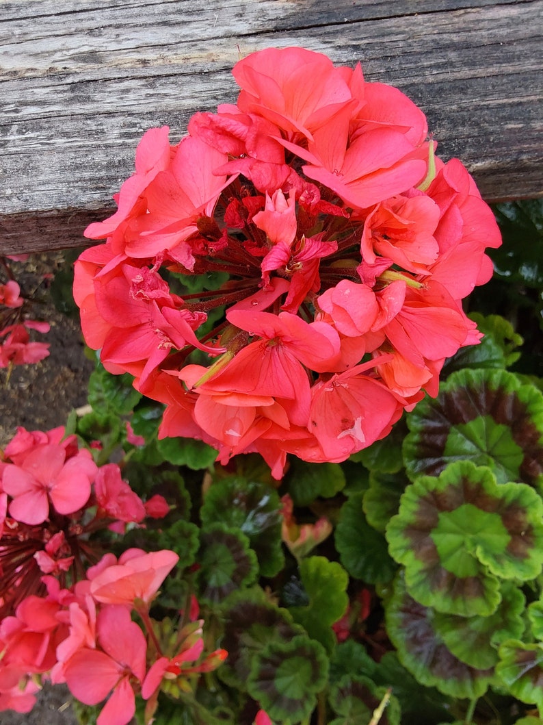 Pink Geranium plant image 6