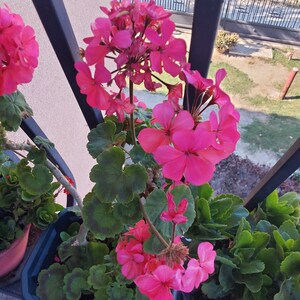 Pink Geranium plant image 2