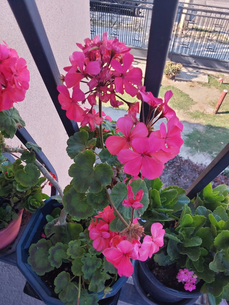 Pink Geranium plant image 2