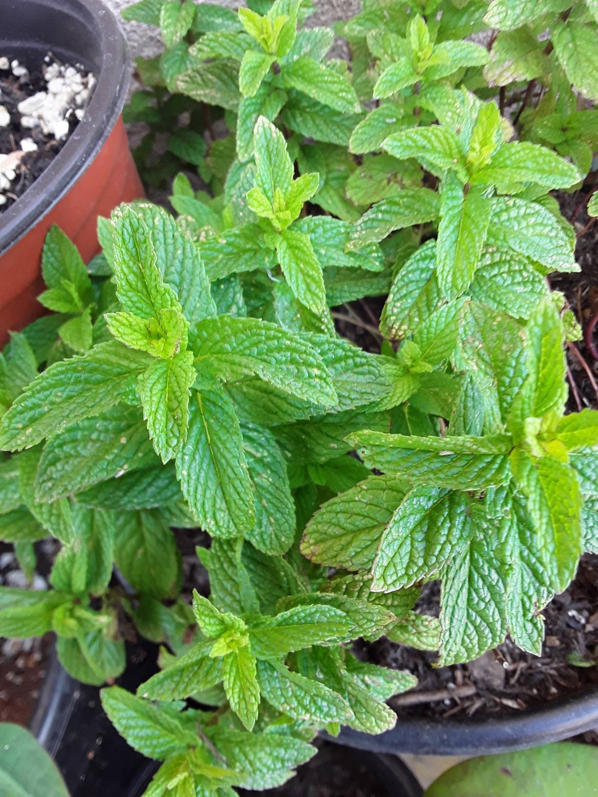 PEPPERMINT PLANT