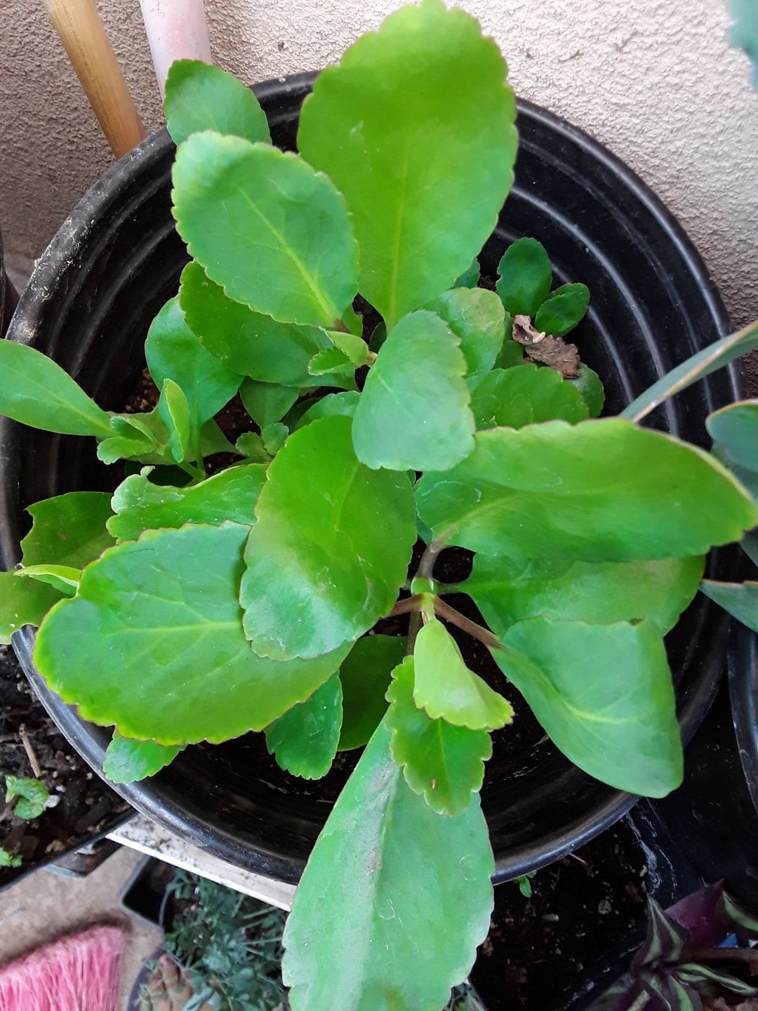 Kalanchoe Pinnata/plant - Etsy