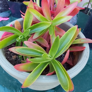 Campfire crassula/plant