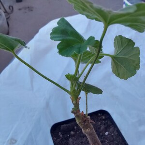 Pink Geranium plant image 4