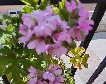 Scented Geranium/plant