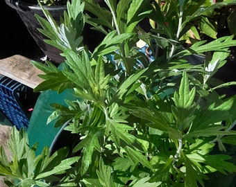 Artemisia ludoviciana/ estafiate