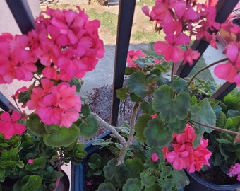 Pink Geranium plant