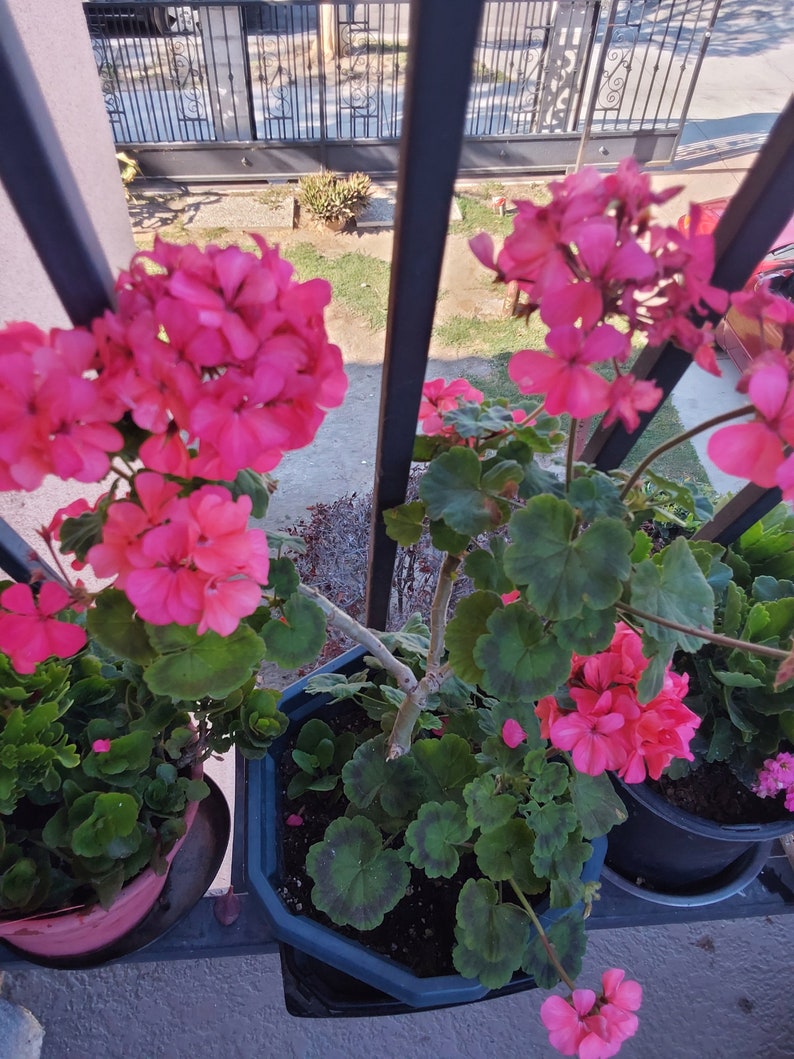 Pink Geranium plant image 1