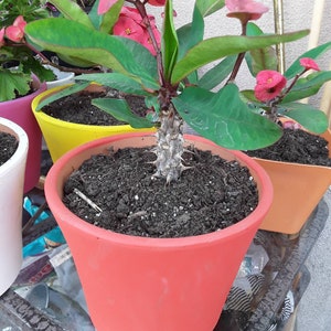CROWN OF THORNS