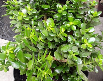 Jade plant