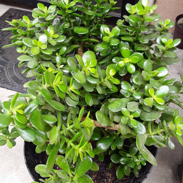 Jade plant