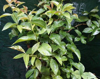 Cat&#39;s claw plant/  planta uña de gato