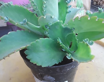 MOTHER OF THOUSANDS
