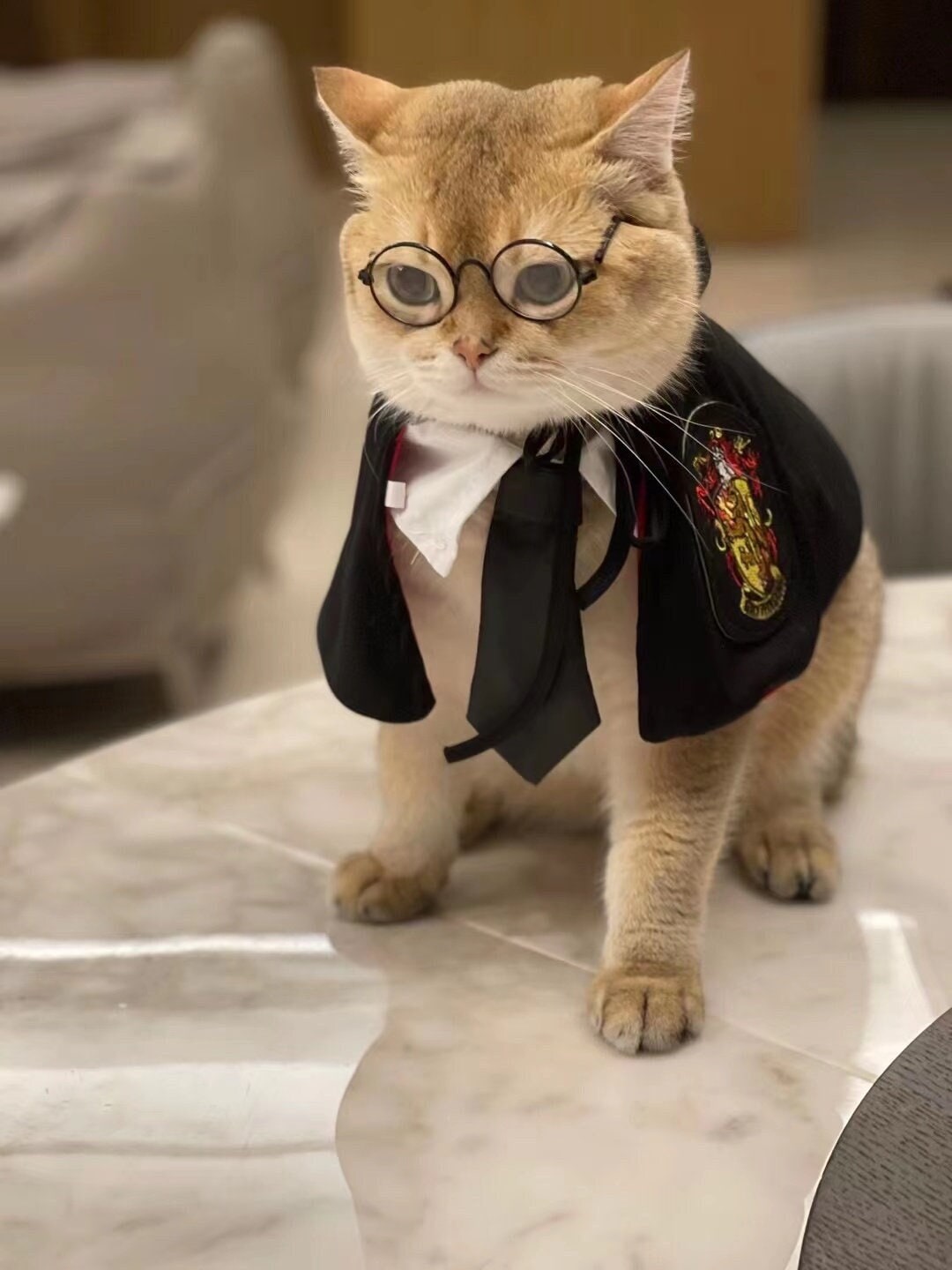 Meow Graduation Set Cat Cape Costume Cat Glasses Cat Tie Etsy