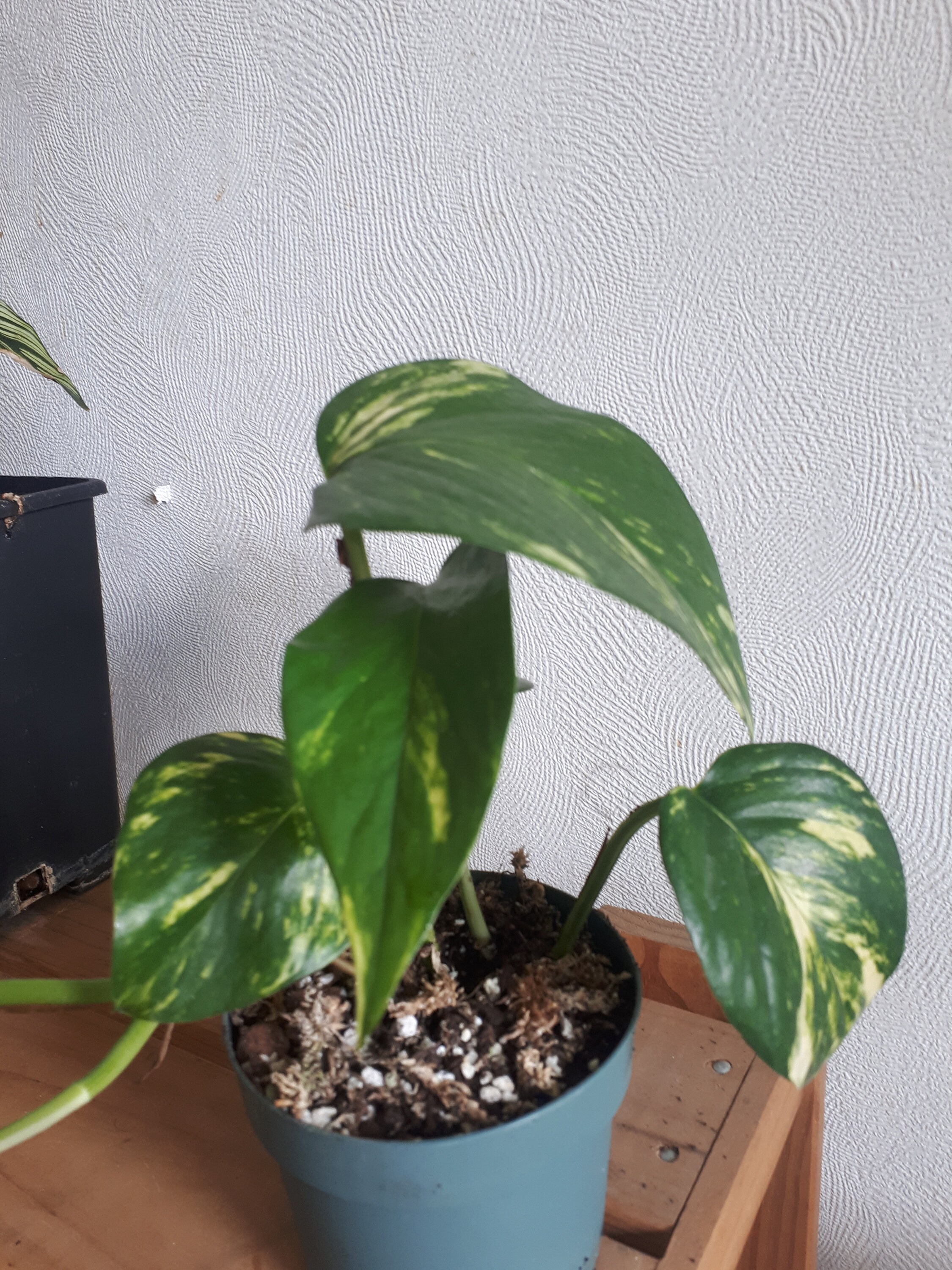 Epiprenum Pothos Golden