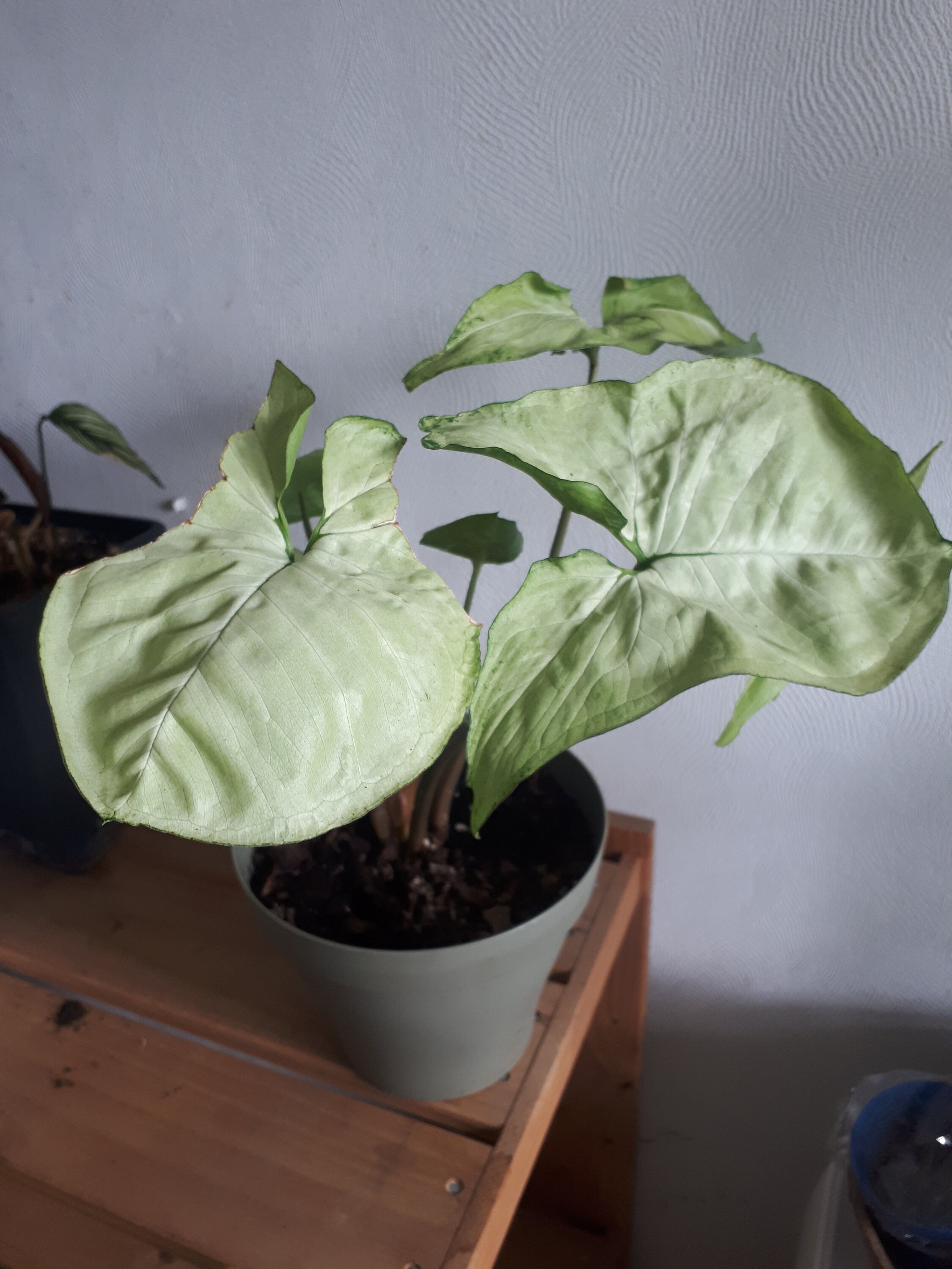 Syngonium White Butterfly