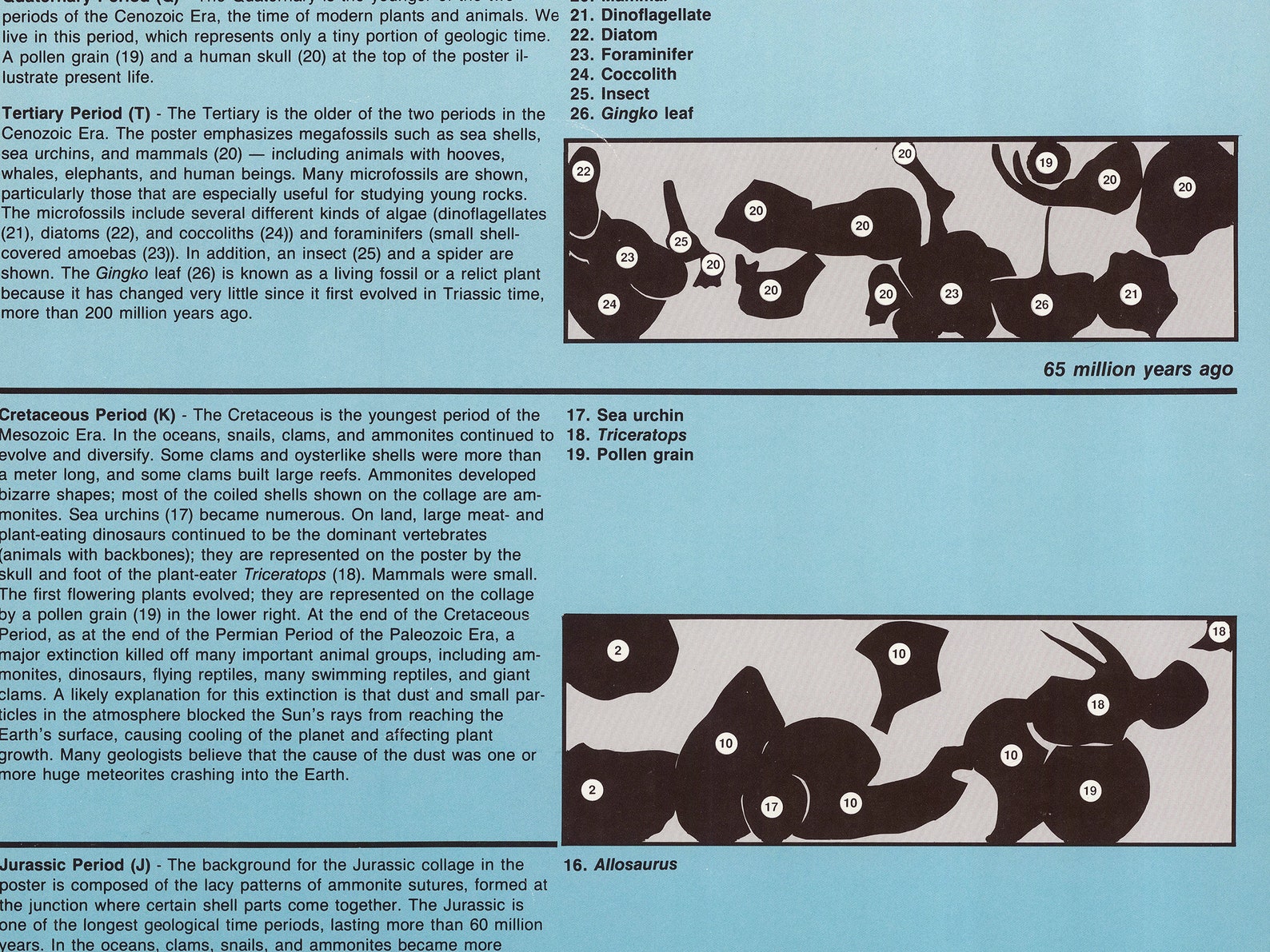 Fossils Through Time, Paleontology Educational Science Chart
