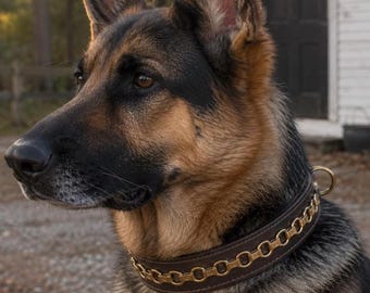 The Hawthorne Collar – Padded Bridle Leather Dog Collar, Gold-Tone Brass Link, Amber-Toned Crystals