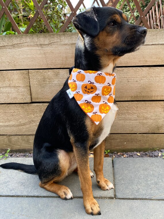 Pumpkin Halloween - Personalised Custom Fleece or Cotton Lined Dog Bandana - Over The Collar - Pet Neckwear - Pet Accessories