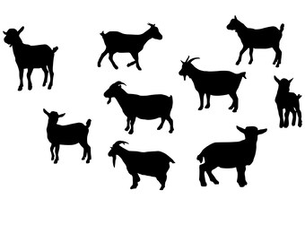 Pigmeo capre Svg - Pigmeo capre Silhouette - Pigmeo capre SVG bundle - Pigmeo capre tagliare File - Pigmeo capre Clipart - SVG - eps - DXF - PNG - jpg