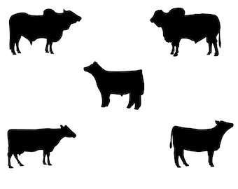 Cow SVG- Show Cow SVG -Cut File-Brahman Cow SVG- Bull Svg- Livestock- Cattle svg Show Heifer-Show Steer svg