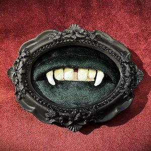 Puede incluir: Un conjunto enmarcado de dientes de vampiro. Los dientes están amarillentos con dos colmillos prominentes. Los dientes están colocados sobre un fondo de terciopelo verde oscuro dentro de un marco ovalado negro y ornamentado. El marco está sobre una superficie roja texturizada.