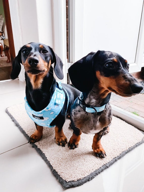 Puppy accessories uk discount