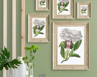 Lámina de flores de trompeta de ángel: Arte botánico victoriano (descarga digital)