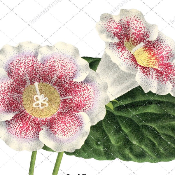 Study in Gloxinia White Pink Flower Stems. Botanical Naturalist Victorian Era. Scalable Digital Print Clip Art Files. Read Description!
