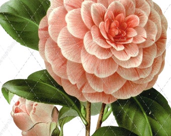 Victorian Camellia Flower Print: Soft Pink Botanical Art (Digital Download)