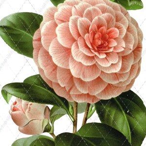 Study in Soft Pink White Beauty Camellia Flower Stem. Naturalist Victorian Era. Scalable Digital Print Clip Art Files. Read Description!