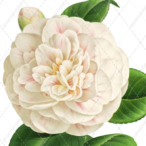 Study in Angel White Pink Camellia Flower Stem. Botanical Naturalist Victorian Era. Scalable Digital Print Clip Art Files. Read Description!