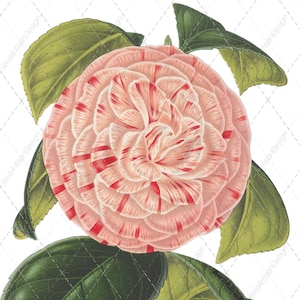 Camellia Flower Print: Candy Stripe Victorian Botanical Art (Digital Download)