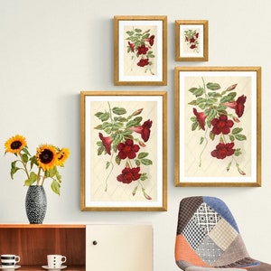 Study in Red Rock Trumpet Flower Stems. Botanical Naturalist Victorian Era. Scalable Digital Print Clip Art Files. Please Read Description!