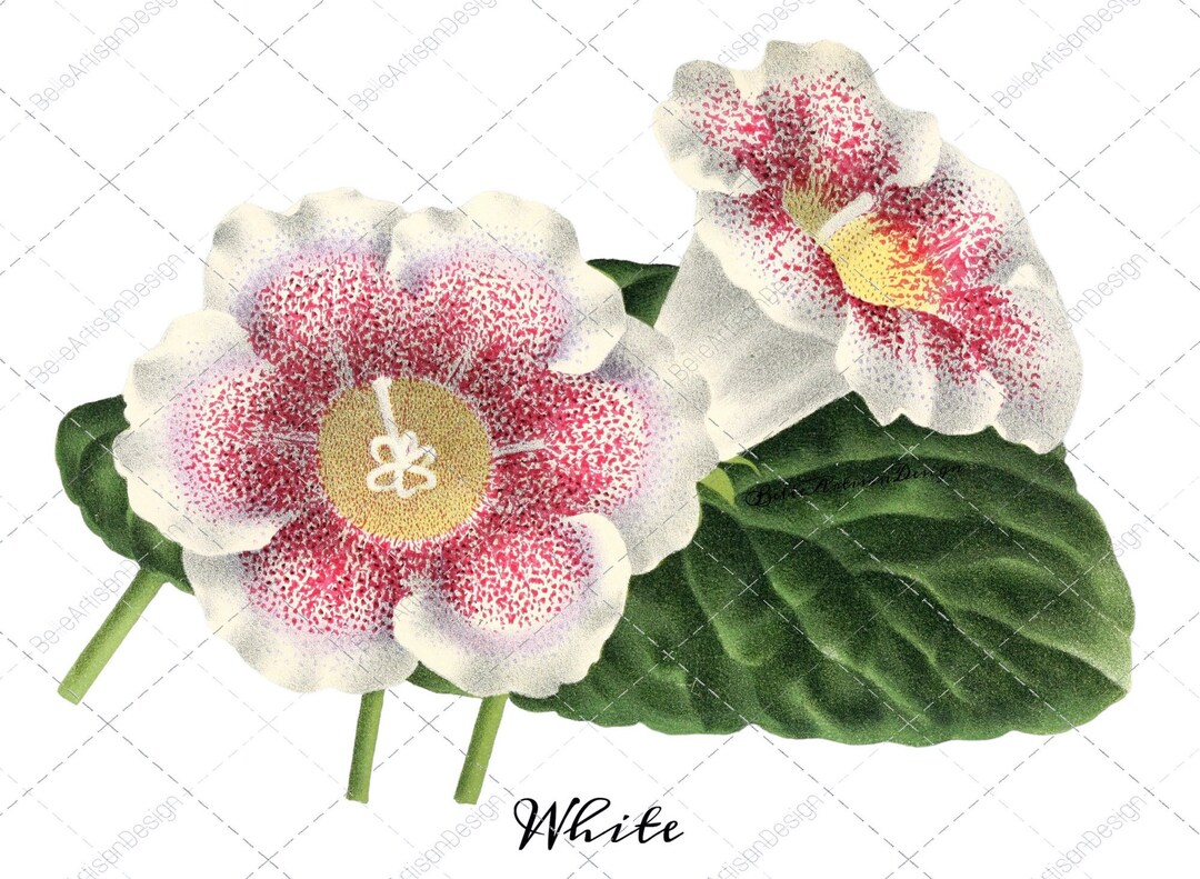 Study in Gloxinia White Pink Flower Stems. Botanical Naturalist