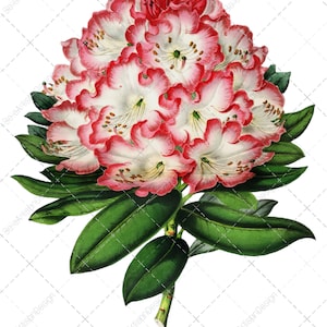 Rhododendron Flower Stem: Victorian Botanical Print (Digital Download)