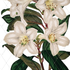 Trumpet Lily Flower Stem Print: Victorian Botanical Art (Digital Download)