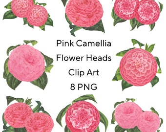 Pink Camellia Flower Clip Art: Hand-Painted PNG Files (Digital Download)