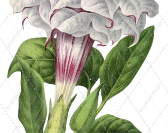 Lámina de flores de trompeta de ángel: Arte botánico victoriano (descarga digital)