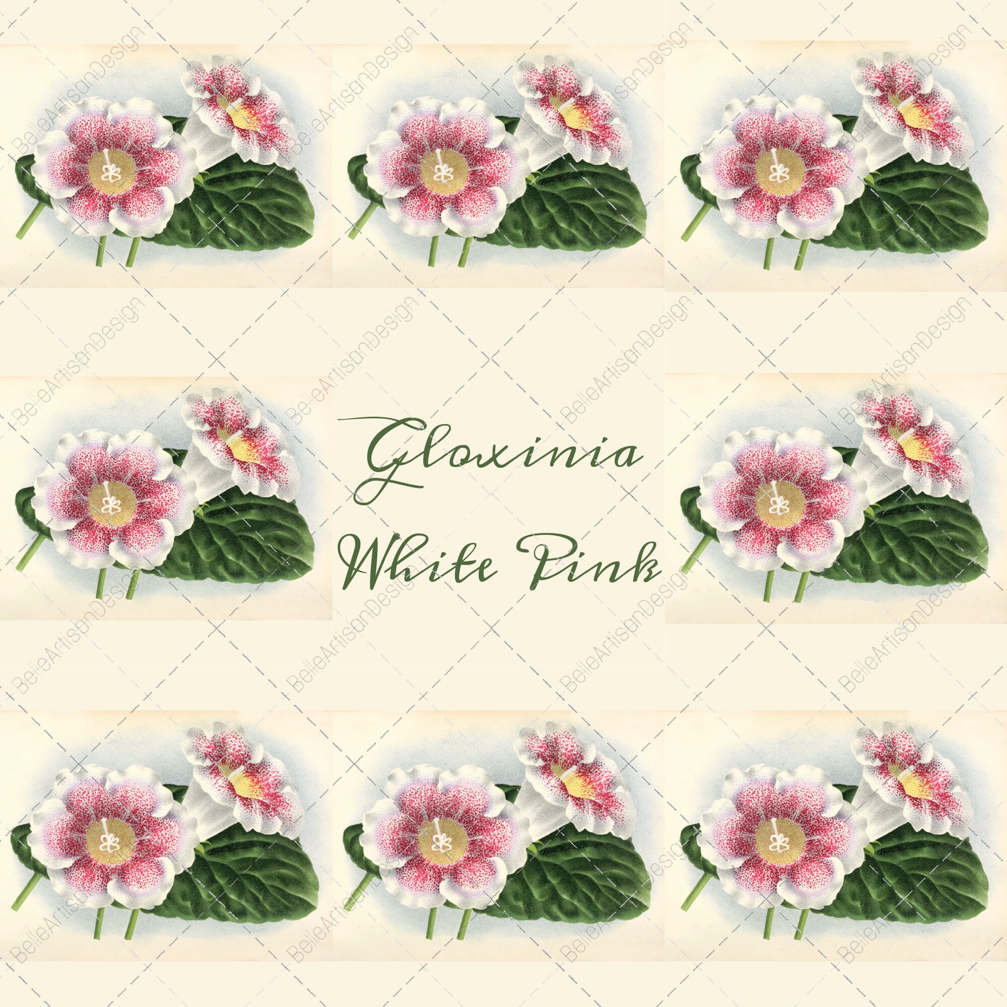 Study in Gloxinia White Pink Flower Stems. Botanical Naturalist