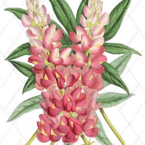 Pink Lupin Flower Print: Victorian Botanical Art (Digital Download)