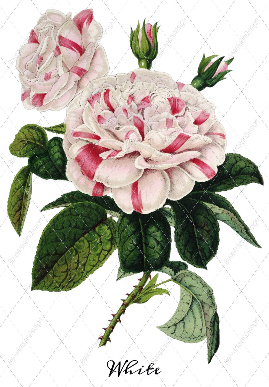 Candy Striped Rose Stem: Victorian Botanical Print (digital Download ...