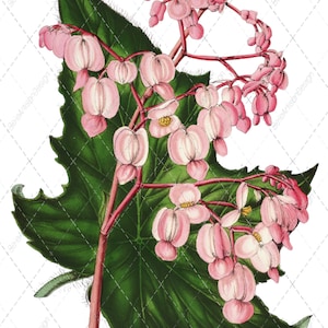 Pastel Pink Bleeding Heart Flower Print: Victorian Botanical Art (Digital Download)