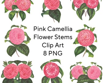 Pink Camellia Flower Stems Clip Art: Hand-Painted PNG Files (Digital Download)