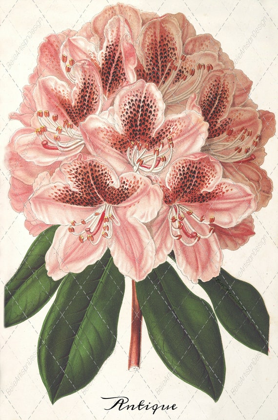 Viktorianischer Rhododendron Kunstdruck: Lachs Bltenstiel, botanische  Kunst (Digitaler Download) - Etsy.de